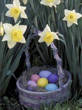 Easter Basket Among Daffodils, Louisville, Kentucky, USA