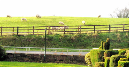Sheep in Kiltale Sheep in Kiltale,Ireland