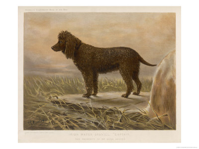 An Irish Water Spaniel in the Field