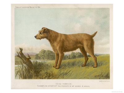 An Irish Terrier