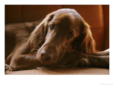 Close View of an Irish Setter