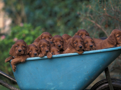 Domestic Dogs, a Wheelbarrow Full of Irish / Red Setter Puppies