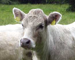 Cow Near Dromod