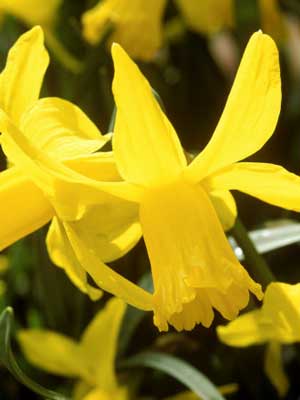 Narcissus, February Gold (Daffodil), Cyclamineus Group