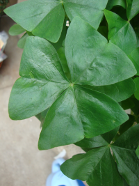 Shamrock Plant