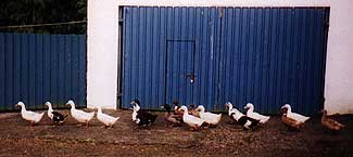 Ducks, Lydon's Farm
