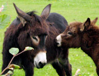 Donkey Family