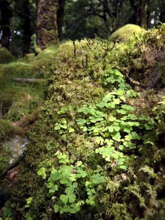 Shamrock Growing in an Ancient Oak Forest, County Kerry, Munster, Republic of Ireland