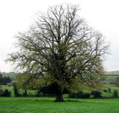Tree in Ireland
