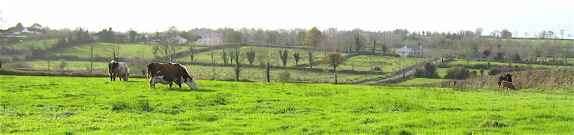 John Reynolds' Farm, Drumgrania,Ireland